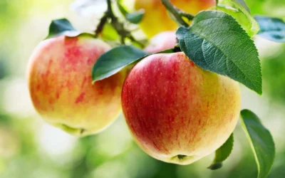 Why visit an orchard to pick apples?
